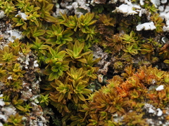 Syntrichia laevipila