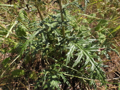 Echinops ritro ruthenicus