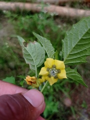 Physalis philadelphica