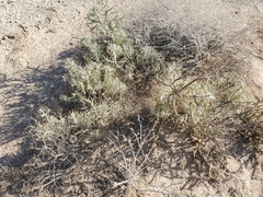 Cylindropuntia ramosissima