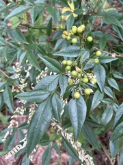 Nandina domestica