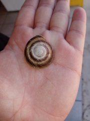 Caracolus marginella