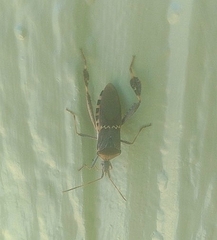 Leptoglossus clypealis