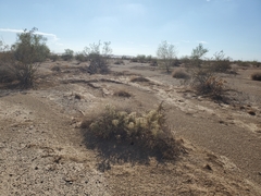 Cylindropuntia ramosissima