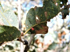 Quercus douglasii