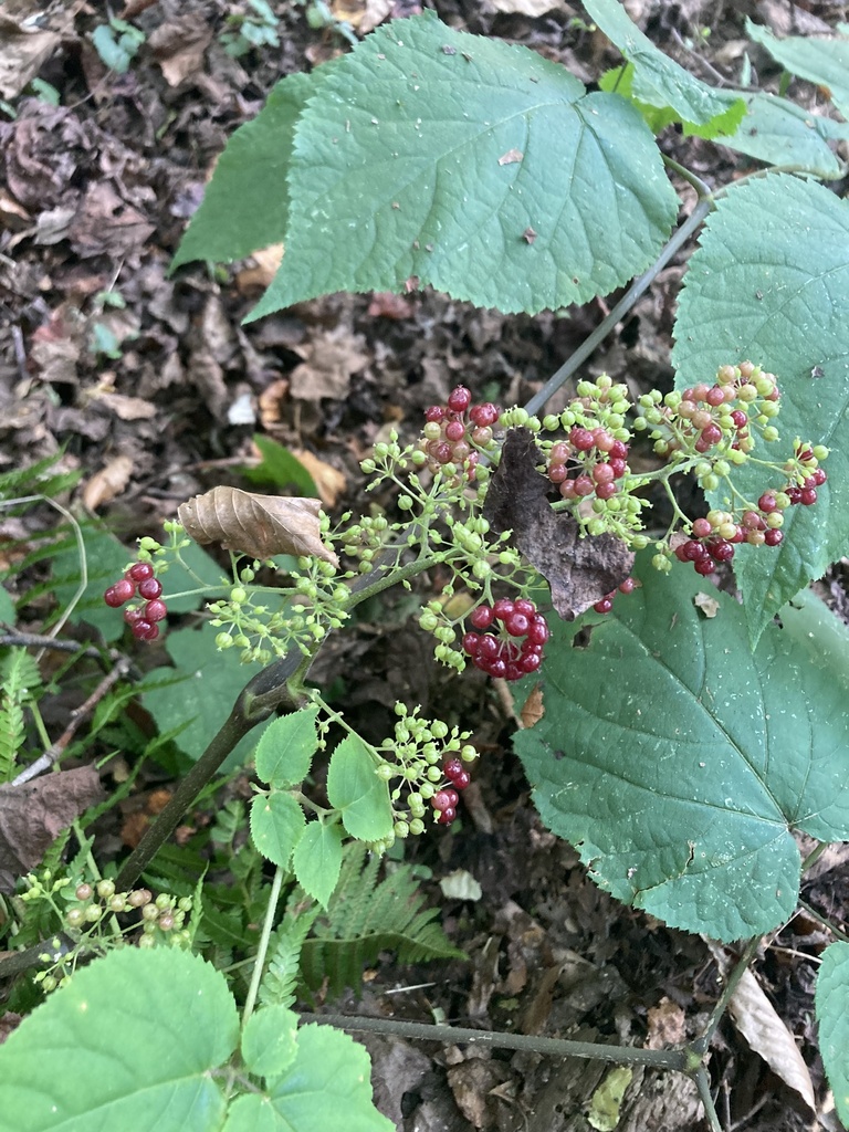 American spikenard from Good Hope Rd, Landenberg, PA, US on September 2