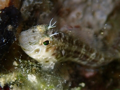 Parablennius marmoreus