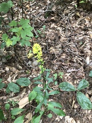 Solidago erecta