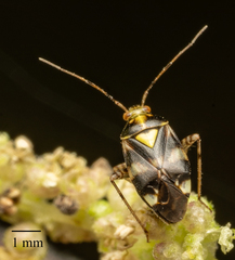 Liocoris