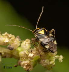 Liocoris