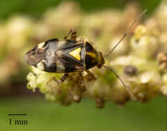 Liocoris