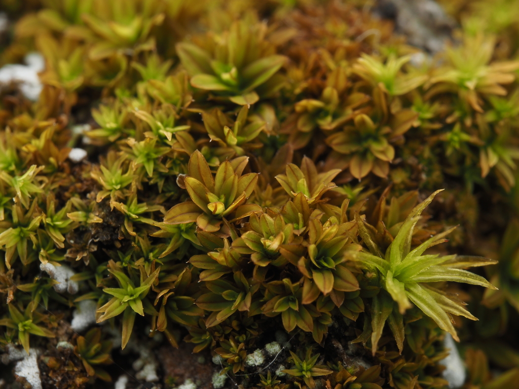 Syntrichia costesii