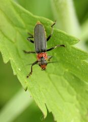 Cantharis fusca