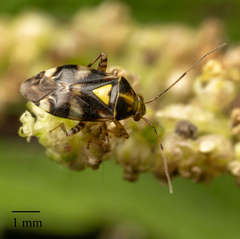 Liocoris