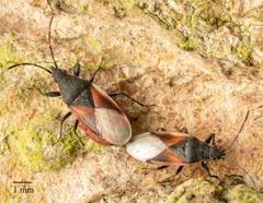 Oxycarenus lavaterae