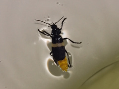 Chauliognathus tripartitus