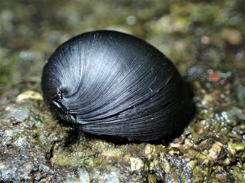Neritina pulligera observed 2022-09-25