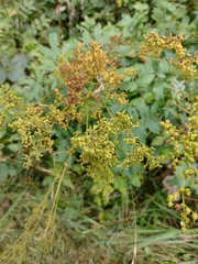 Filipendula ulmaria