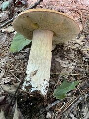 Boletus chippewaensis