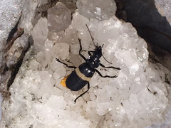 Chauliognathus tripartitus