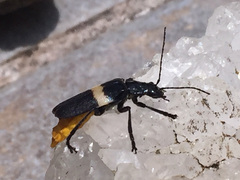 Chauliognathus tripartitus
