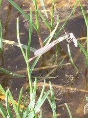 Ischnura saharensis