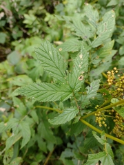Filipendula ulmaria