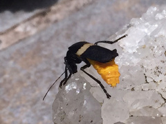 Chauliognathus tripartitus