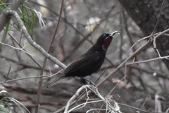 Chalcomitra amethystina