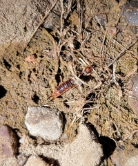 Labidura riparia