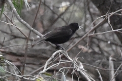 Chalcomitra amethystina