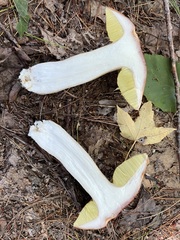 Boletus chippewaensis