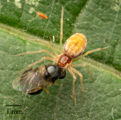 Nigma flavescens