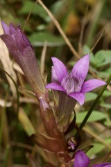 Gentianella austriaca
