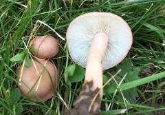 Calocybe carnea