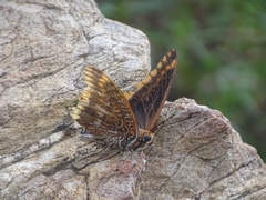 Charaxes jasius