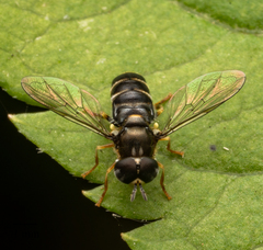 Paragus