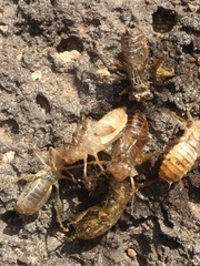 Crocothemis erythraea