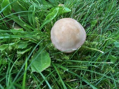 Calocybe carnea
