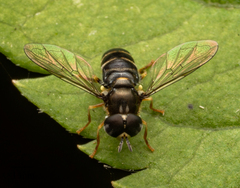 Paragus