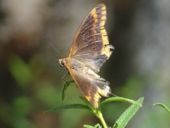 Charaxes jasius