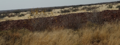 Image of Vachellia nebrownii by (c) Tony Rebelo, some rights reserved (CC BY-SA)