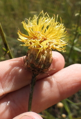 Centaurea orientalis