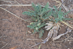 Chamaesaracha coniodes