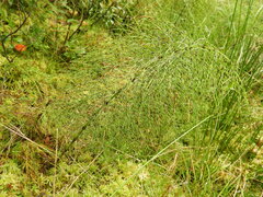 Equisetum sylvaticum image