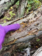 Stereum gausapatum