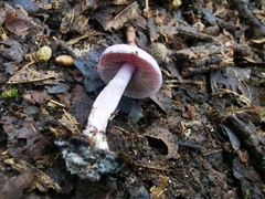 Inocybe lilacina