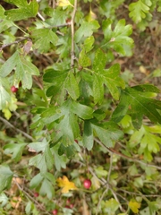 Crataegus monogyna