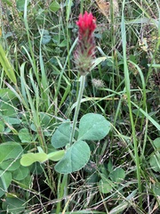 Trifolium incarnatum