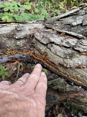 Stereum gausapatum